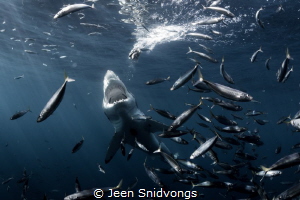 A great white lunging for a piece of bait. by Jeen Snidvongs 